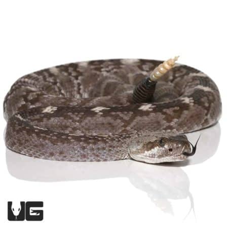 Rattlesnake with distinctive tail and patterned scales, native to Texas. Venomous snake known for it.