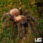 Texas Tan Tarantulas (Aphonopelma anax) For Sale - Underground Reptiles