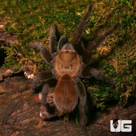 Texas Tan Tarantulas (Aphonopelma anax) For Sale - Underground Reptiles