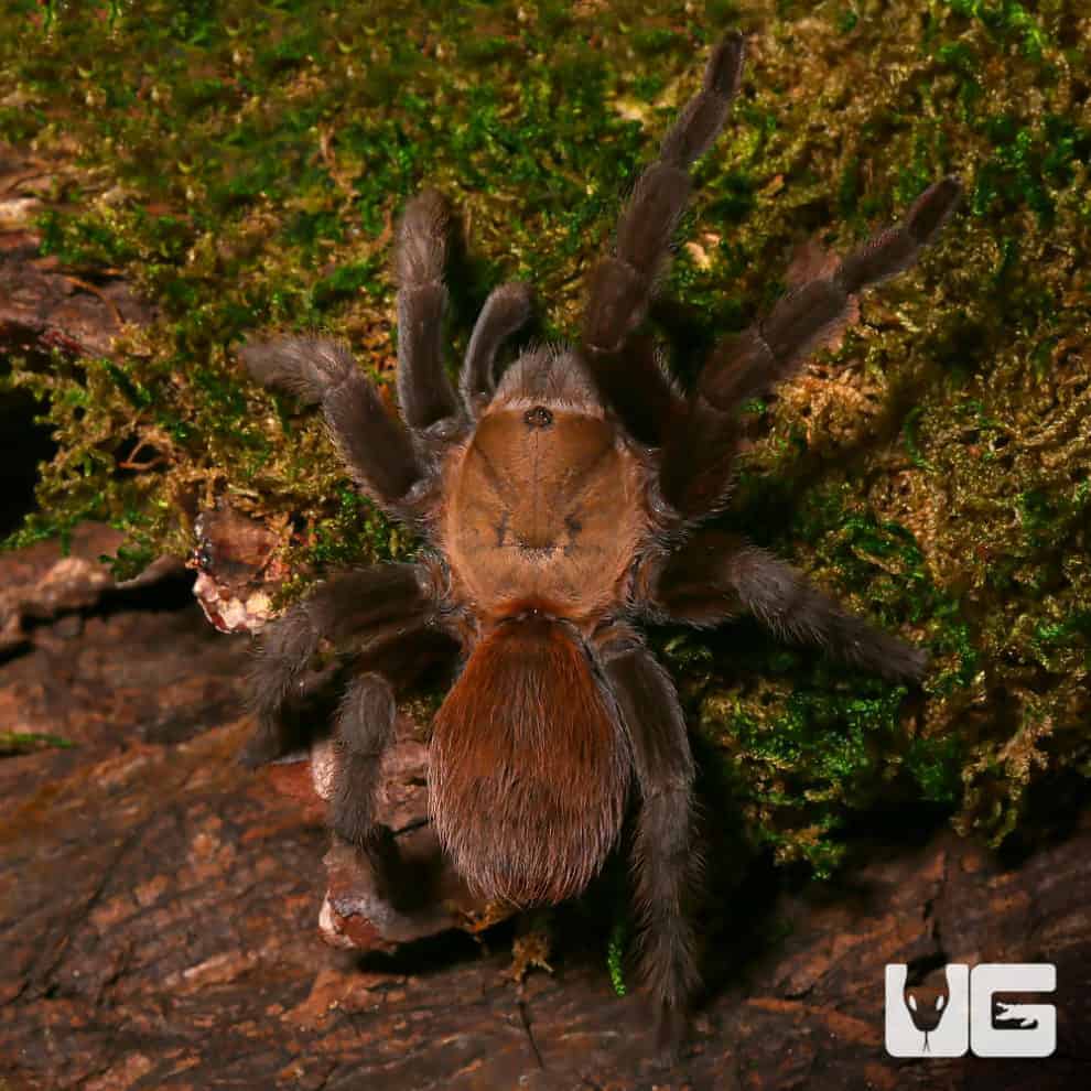 Texas Brown Tarantulas For Sale Underground Reptiles