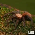 Texas Tan Tarantulas (Aphonopelma anax) For Sale - Underground Reptiles