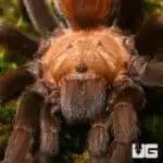 Texas Tan Tarantulas (Aphonopelma anax) For Sale - Underground Reptiles
