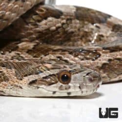 Thornscrub Ratsnake For Sale - Underground Reptiles