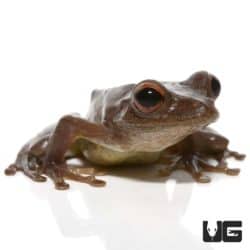 Treasury Island Tree Frog for sale - Underground Reptiles
