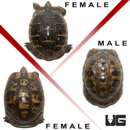 Greek Tortoises (Testudo graeca) For Sale - Underground Reptiles