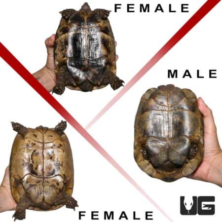 Greek Tortoises (Testudo graeca) For Sale - Underground Reptiles