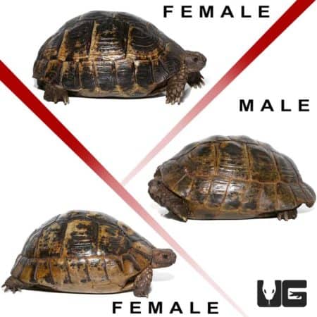Trio of Giant Greek Tortoises showing female and male differences.