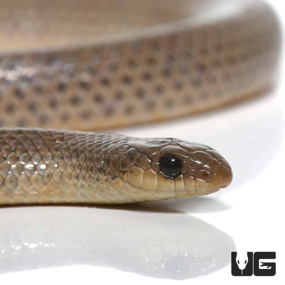 Western Ground Snake (Sonora semiannulata) For Sale - Underground Reptiles