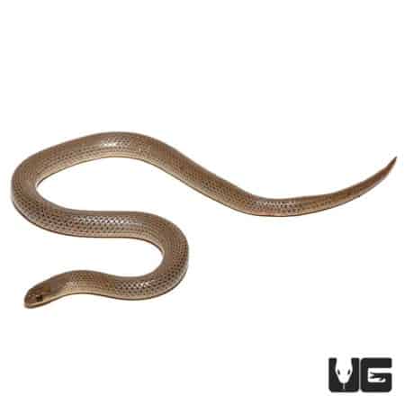 Western Ground Snake, small non-venomous snake, brown with pattern.