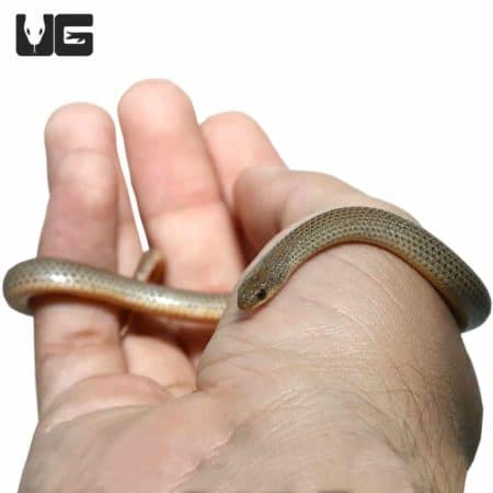 Western Ground Snake resting on a person's hand, close-up view.