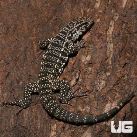 Argentine Black and White Tegu, juvenile, on tree bark, showcasing distinctive black and white patte.