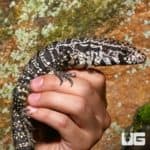 Argentine Black & White Tegus (Salvator merianae) For Sale - Underground Reptiles