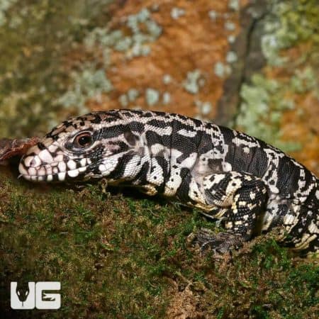 Argentine Black and White Tegu, yearling, from Jaguar Line, showcasing striking black and white patt.