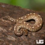 Baby Butter Ball Python (Python regius) For Sale - Underground Reptiles