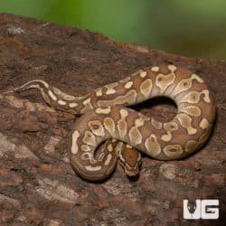 Baby Butter Ball Python (Python regius) For Sale - Underground Reptiles