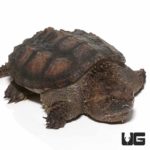 Florida Snapping Turtles (Chelydra serpentina) For Sale - Underground Reptiles