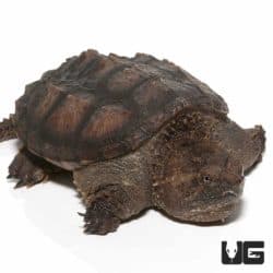Florida Snapping Turtles (Chelydra serpentina) For Sale - Underground Reptiles