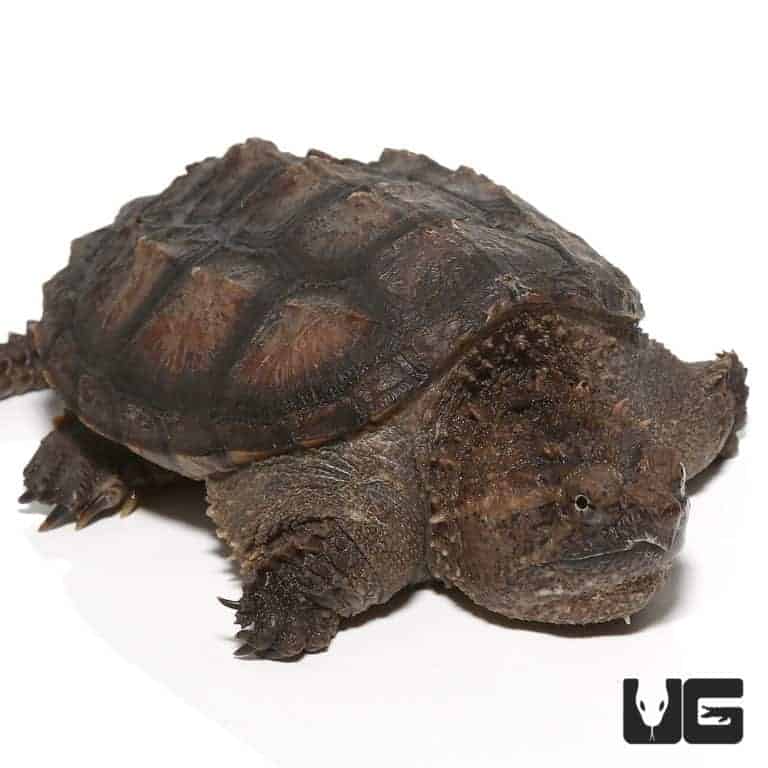 Juvenile Florida Snapping Turtle For Sale - Underground Reptiles