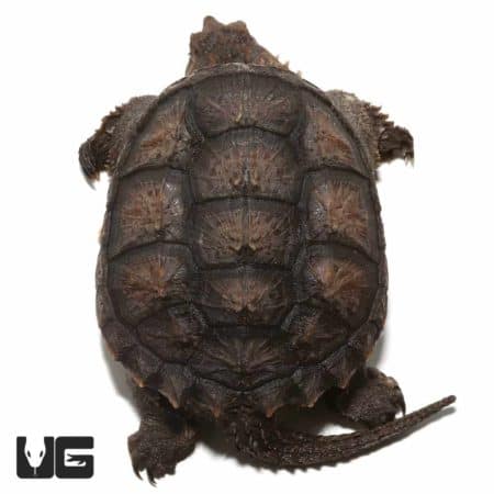 Young Florida Snapping Turtle with detailed shell and tail.