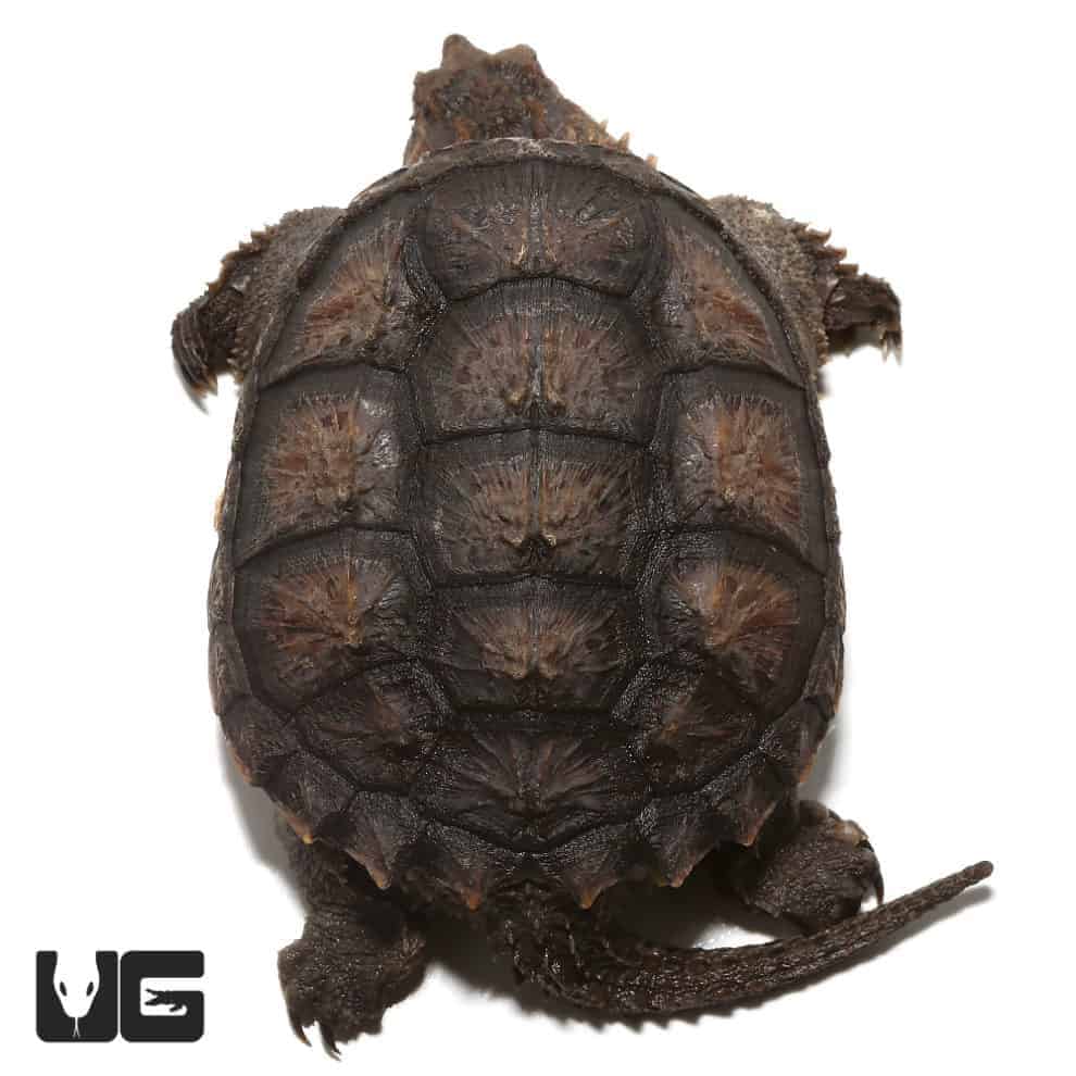 Juvenile Florida Snapping Turtle For Sale Underground Reptiles