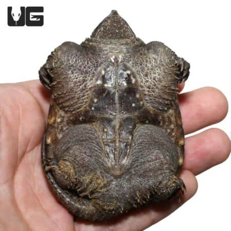 Florida Snapping Turtles (Chelydra serpentina) For Sale - Underground Reptiles