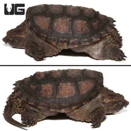 Young Florida snapping turtle with detailed shell and rugged skin.