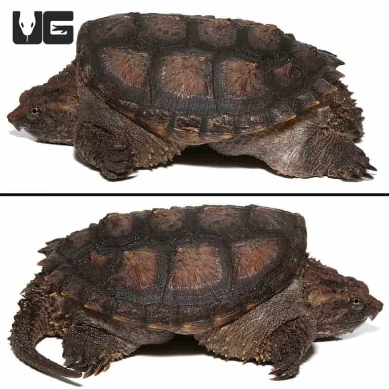 Juvenile Florida Snapping Turtle For Sale - Underground Reptiles