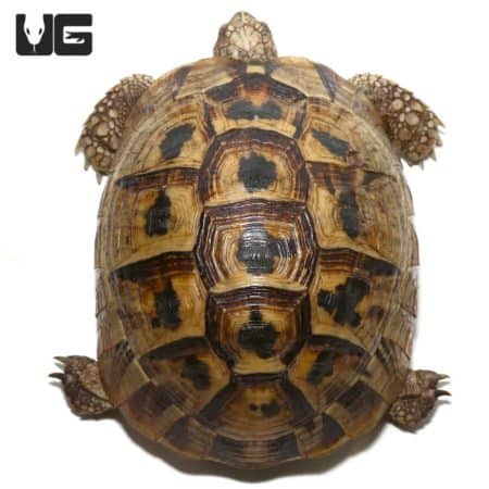 Greek Tortoise, juvenile, yearling, reptile pet.