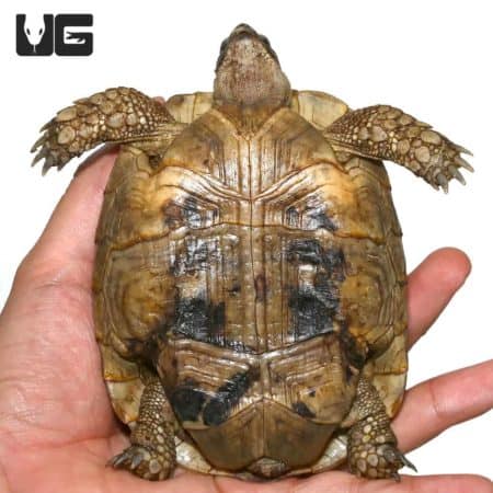 Greek Tortoise, juvenile, reptile pet, small turtle, desert tortoise.