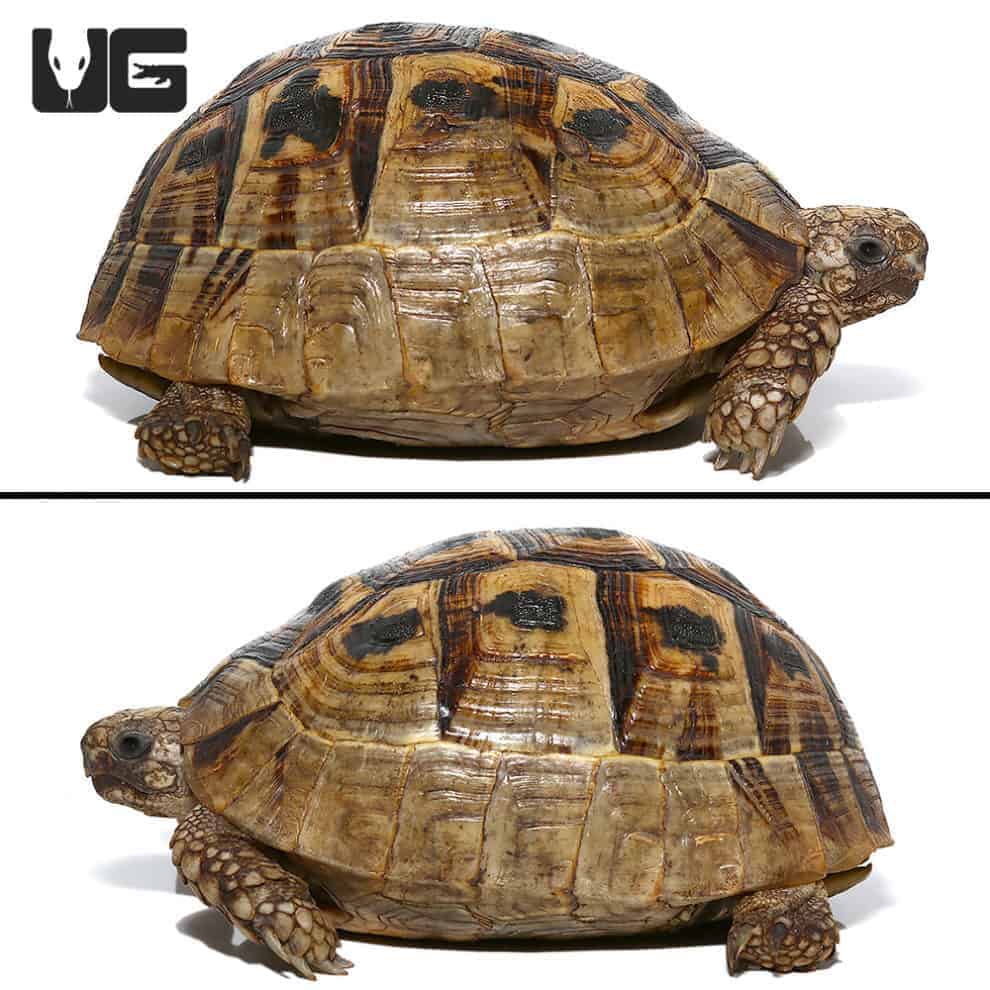 Greek Tortoises For Sale - Underground Reptiles