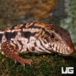 High White Red Tegu (Salvator rufescens) For Sale - Underground Reptiles