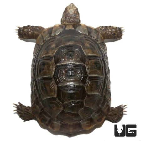 Lebanese Greek Tortoises (Testudo graeca) For Sale - Underground Reptiles