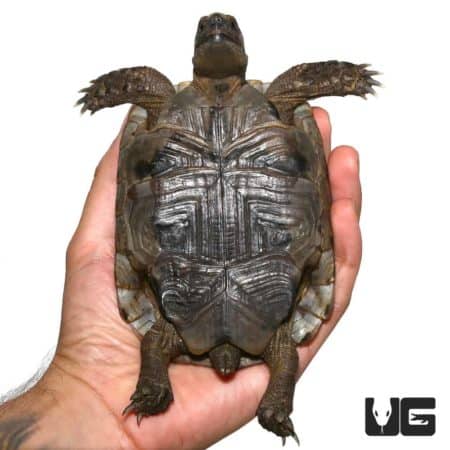 Healthy Lebanese Greek Tortoise for sale at Underground Reptiles. Perfect for reptile enthusiasts an.
