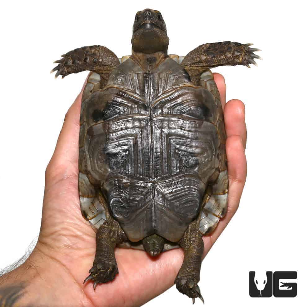 Lebanese Greek Tortoises (Testudo graeca) For Sale - Underground Reptiles