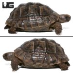 Lebanese Greek Tortoises (Testudo graeca) For Sale - Underground Reptiles
