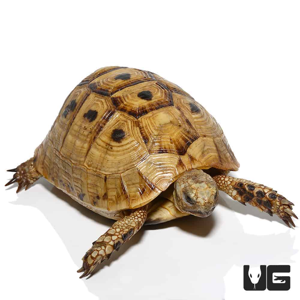 Golden Greek Tortoises (Testudo graeca) For Sale - Underground Reptiles