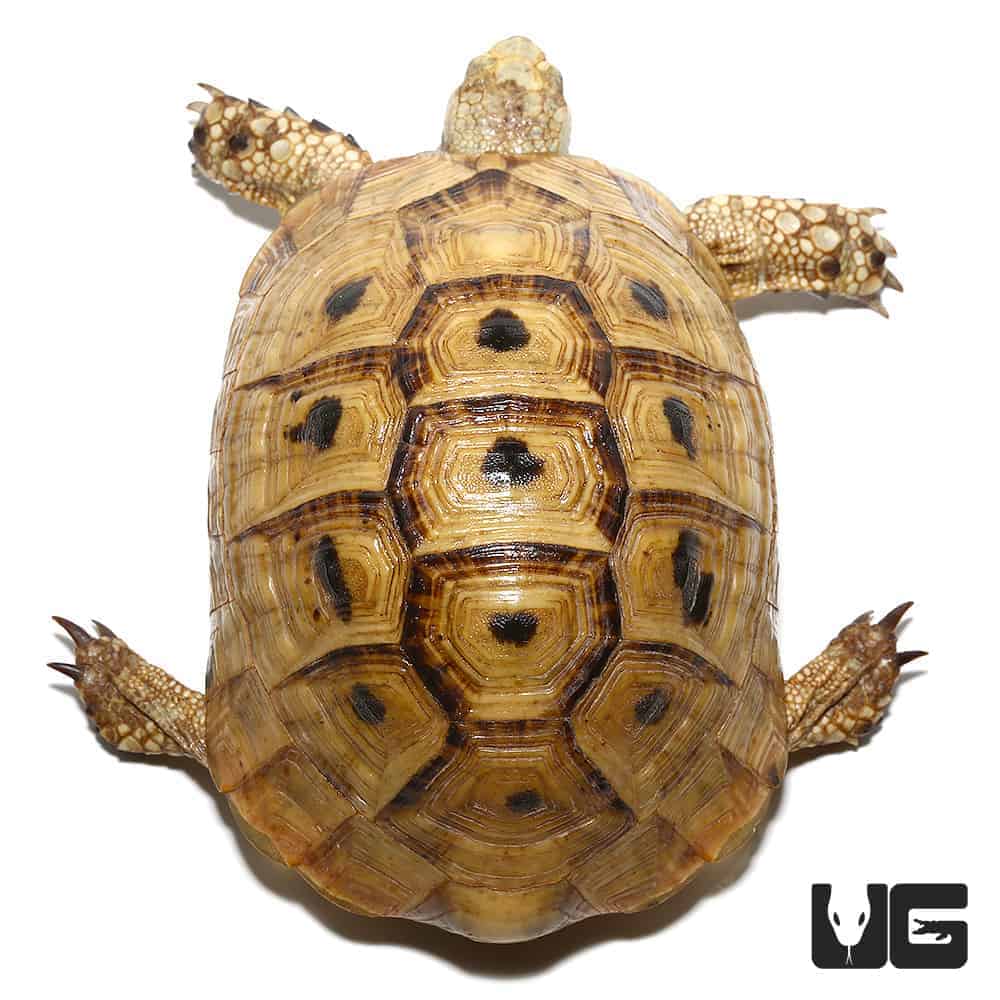 Golden Greek Tortoises (Testudo graeca) For Sale - Underground Reptiles