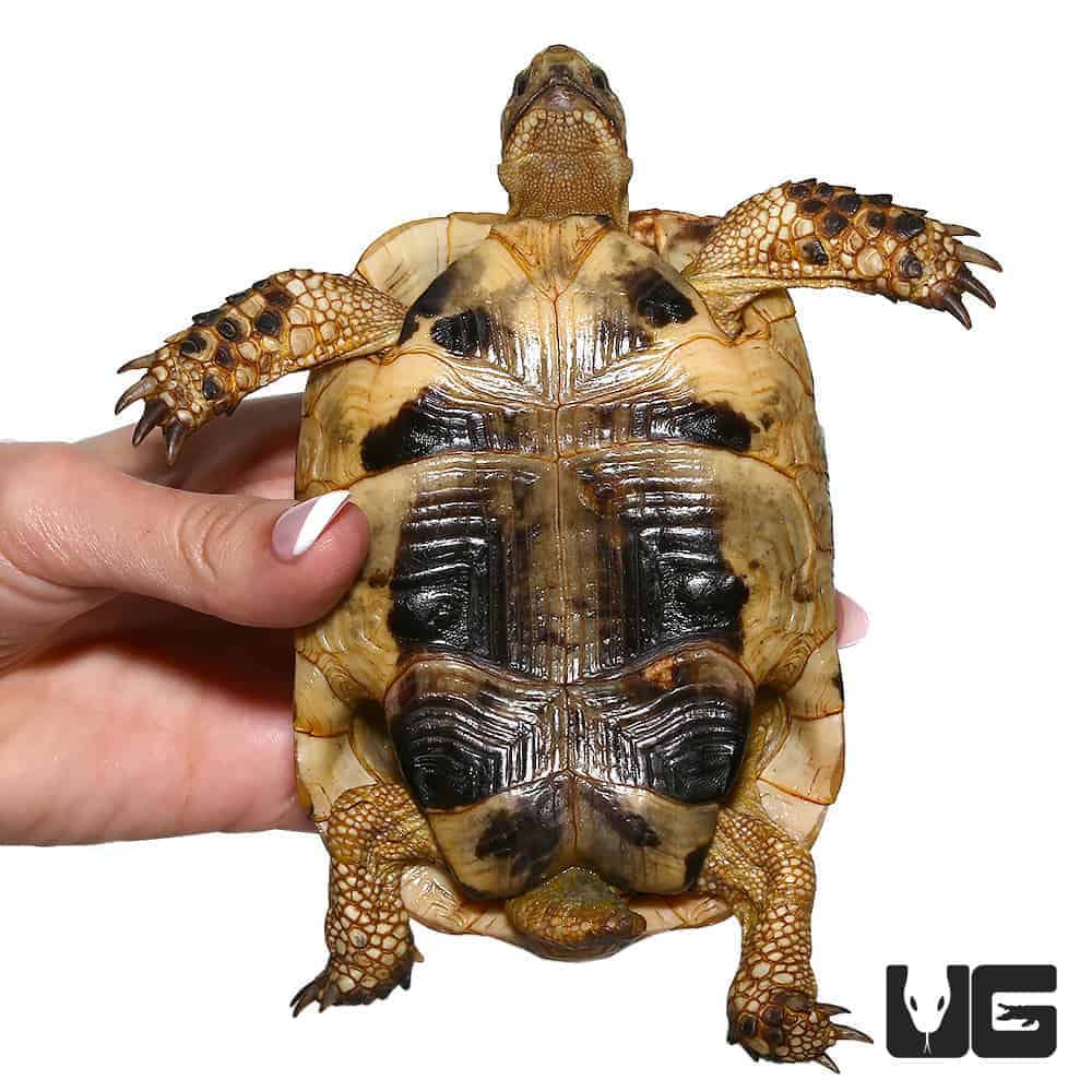 Golden Greek Tortoises (Testudo graeca) For Sale - Underground Reptiles