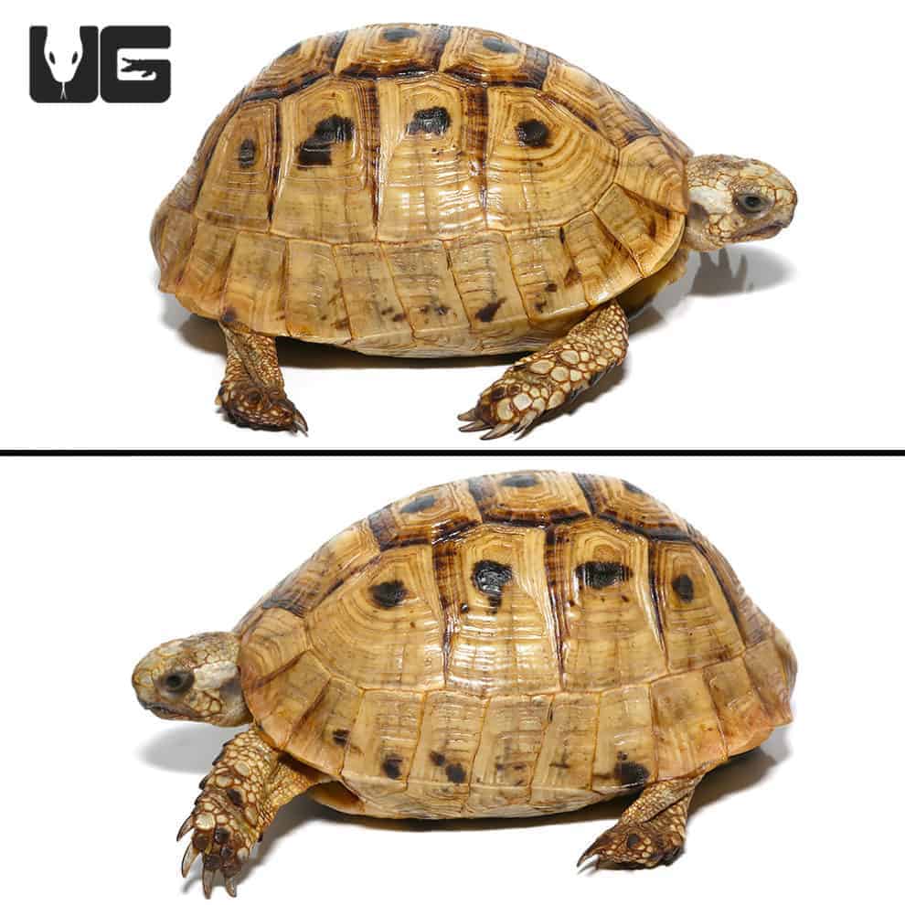 Golden Greek Tortoises (testudo Graeca) For Sale - Underground Reptiles