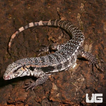 Yearling Super Red Tegu (salvator rufescens) For Sale - Underground Reptiles