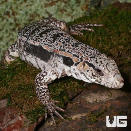 Super Red Tegu, juvenile, on mossy log in natural habitat.