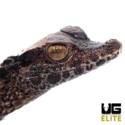 Baby Smooth Front Caiman