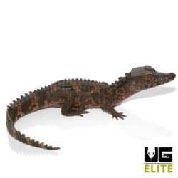 Baby Smooth Front Caiman