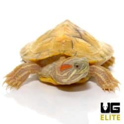 Baby Paradox Albino Red Ear Slider Turtle