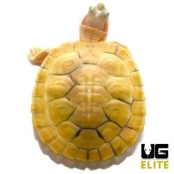 Baby Paradox Albino Red Ear Slider Turtle