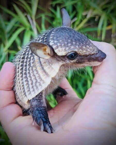 Baby hairy armadillo with distinctive armor and small size, held gently in a person's hand.