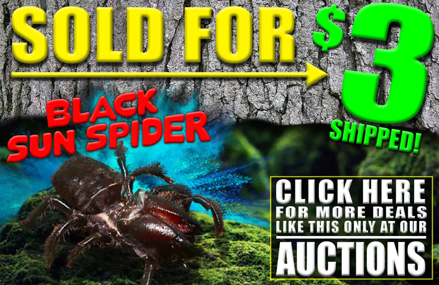 Black Sun Spider Sold for $3 - UG Elite Auctions