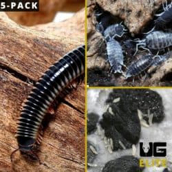 spring tails/25 oreo crumble isopods/ 5 ivory millipedes