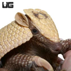 Exotic Mammals For Sale - Monkeys and More - Underground Reptiles