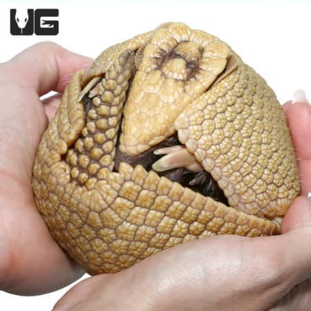 Armadillo with protective shell and small limbs, held gently in hands.